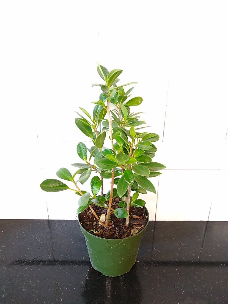 Ficus microcarpa ‘Green Island’, Ficus ‘Green Island’ PlantVine
