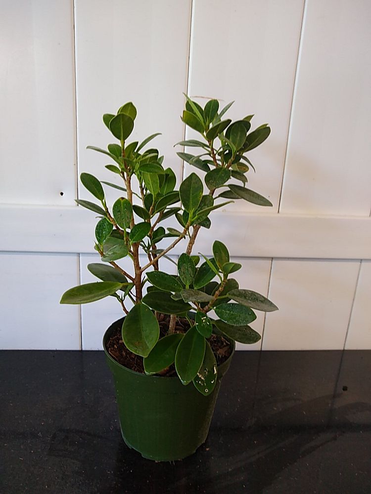 Ficus microcarpa ‘Green Island’, Ficus ‘Green Island’ PlantVine