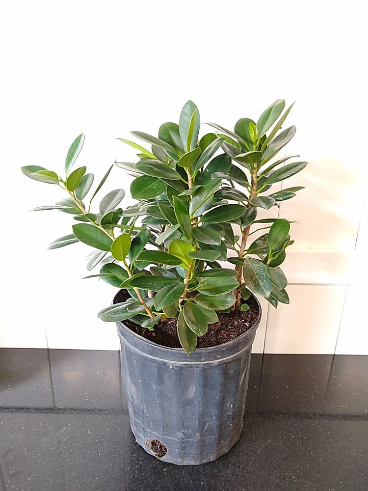 Ficus microcarpa ‘Green Island’, Ficus ‘Green Island’ PlantVine