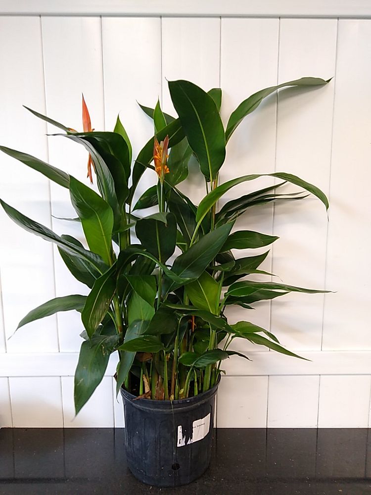 Heliconia psittacorum ‘Andromeda’ PlantVine