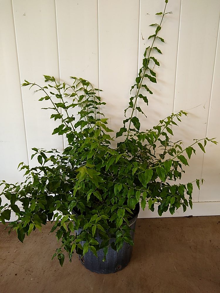 Buy Jasminum multiflorum, Jasmine Pubescens, Downy Jasmine Free