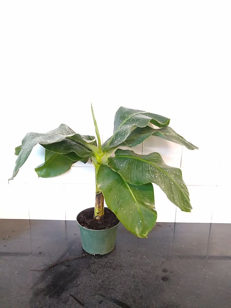 Super Dwarf Cavendish Banana | PlantVine