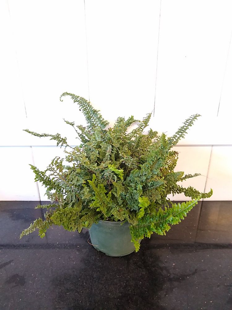 Nephrolepis exaltata ‘Fluffy Ruffles’, Fern | PlantVine