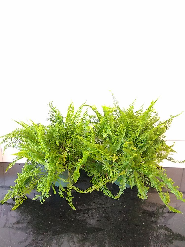Nephrolepis exaltata ‘Fluffy Ruffles’, Fern | PlantVine