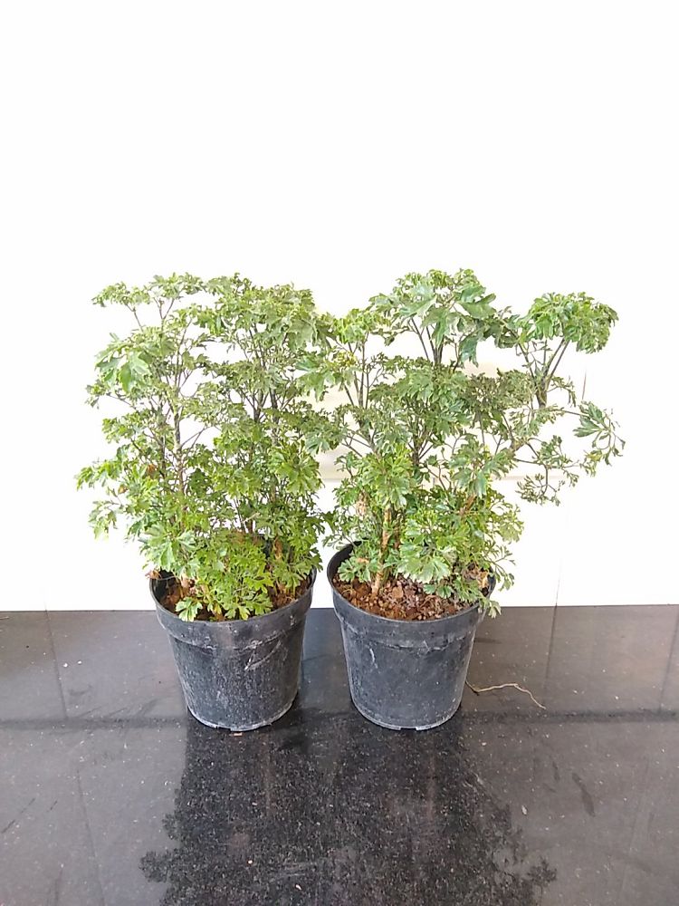 Parsley Aralia, Polyscias fruticosa ‘Elegans’ PlantVine