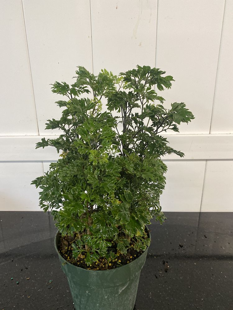 Parsley Aralia, Polyscias fruticosa ‘Elegans’ PlantVine