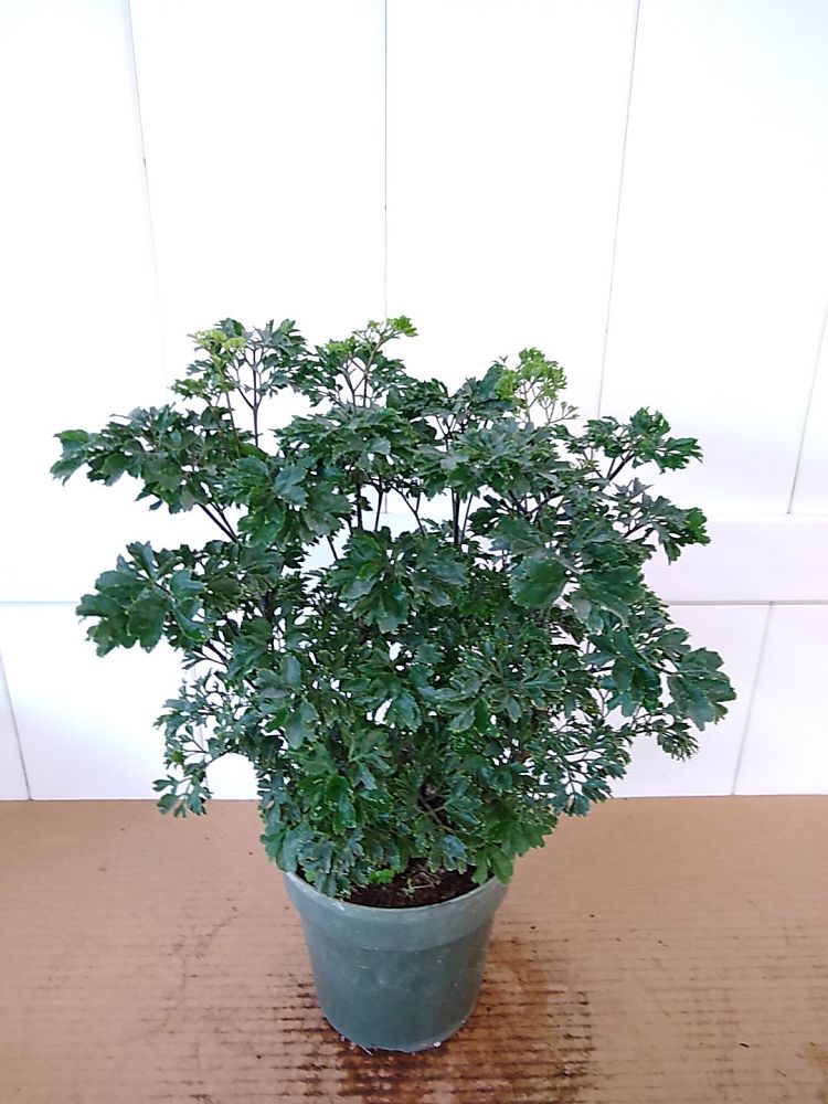 Parsley Aralia, Polyscias fruticosa ‘Elegans’ PlantVine