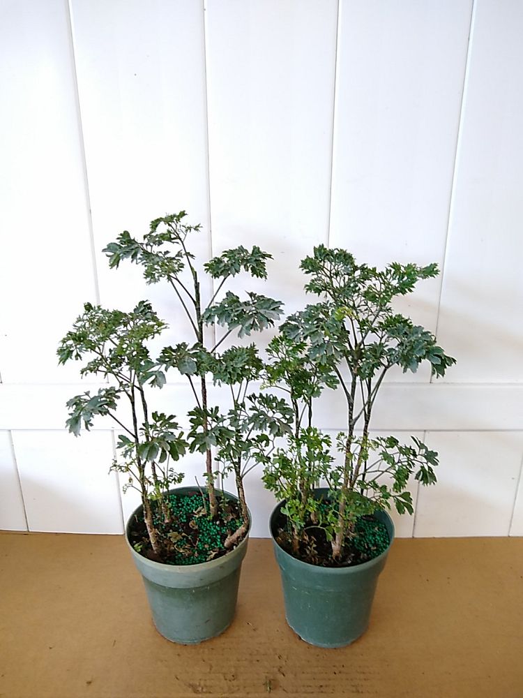 Parsley Aralia, Polyscias fruticosa ‘Elegans’ PlantVine