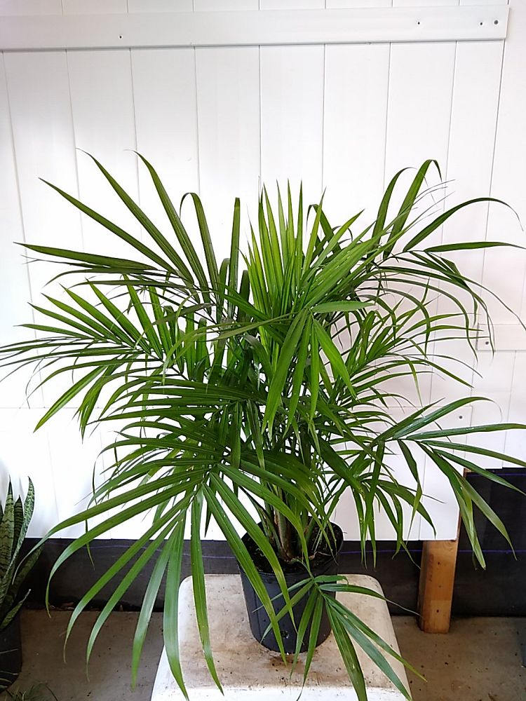Buy Ravenea rivularis, Majesty Palm Free Shipping over 100