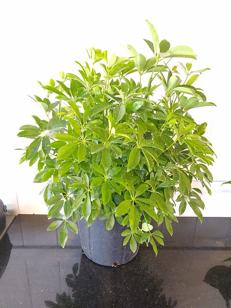 Schefflera arboricola ‘Green’, Umbrella Tree | PlantVine