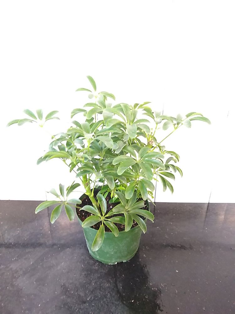 Schefflera arboricola ‘Compacta’, Dwarf Umbrella Tree | PlantVine