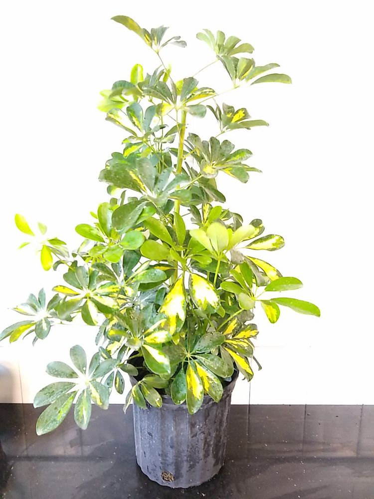 Schefflera arboricola ‘Gold Capella’, Umbrella Tree | PlantVine