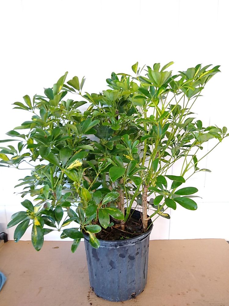 Schefflera arboricola ‘Gold Capella’, Umbrella Tree | PlantVine