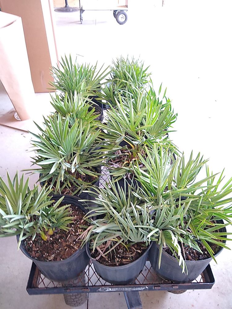 Serenoa repens 'Cinerea', Silver Saw Palmetto PlantVine