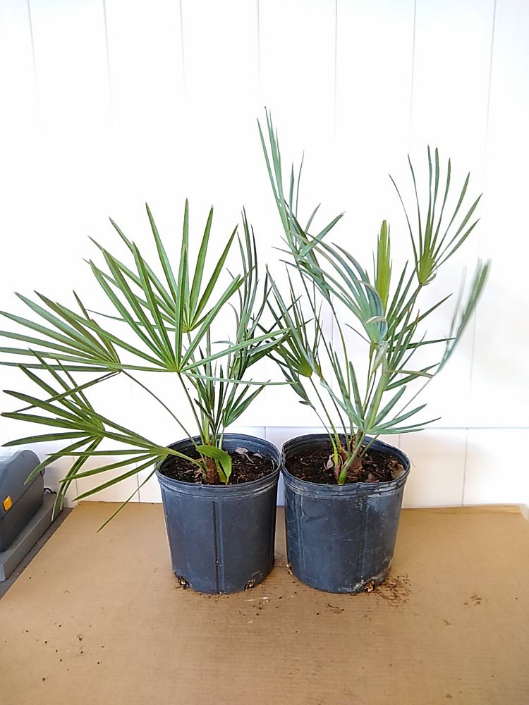 Serenoa repens 'Cinerea', Silver Saw Palmetto PlantVine