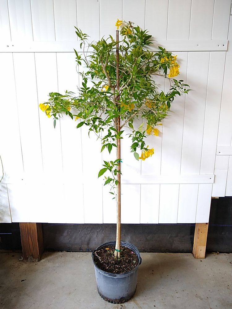 Buy stans, Yellow Elder, Esperanza, Trumpetflower, Bells of Fire