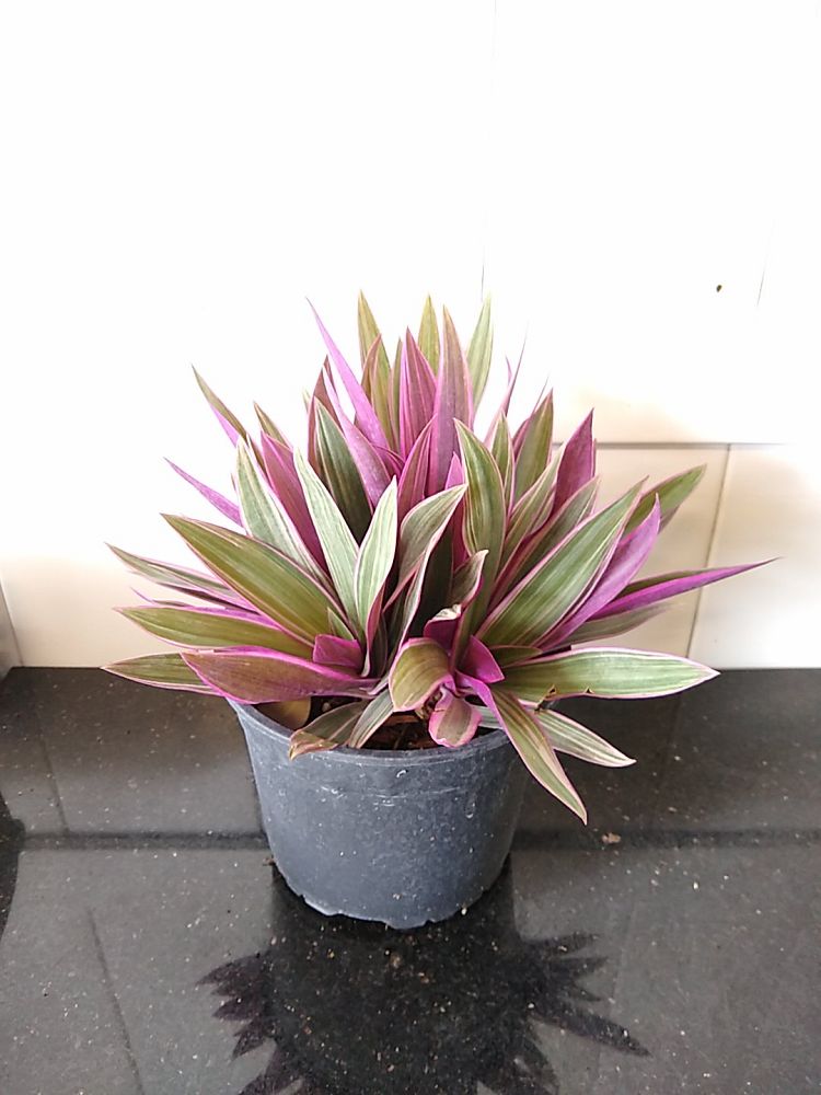 Tradescantia spathacea ‘Tricolor’, Variegated Dwarf Oyster Plant