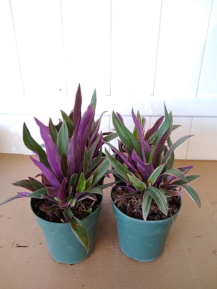 Tradescantia spathacea 'Tricolor', Variegated Dwarf Oyster Plant