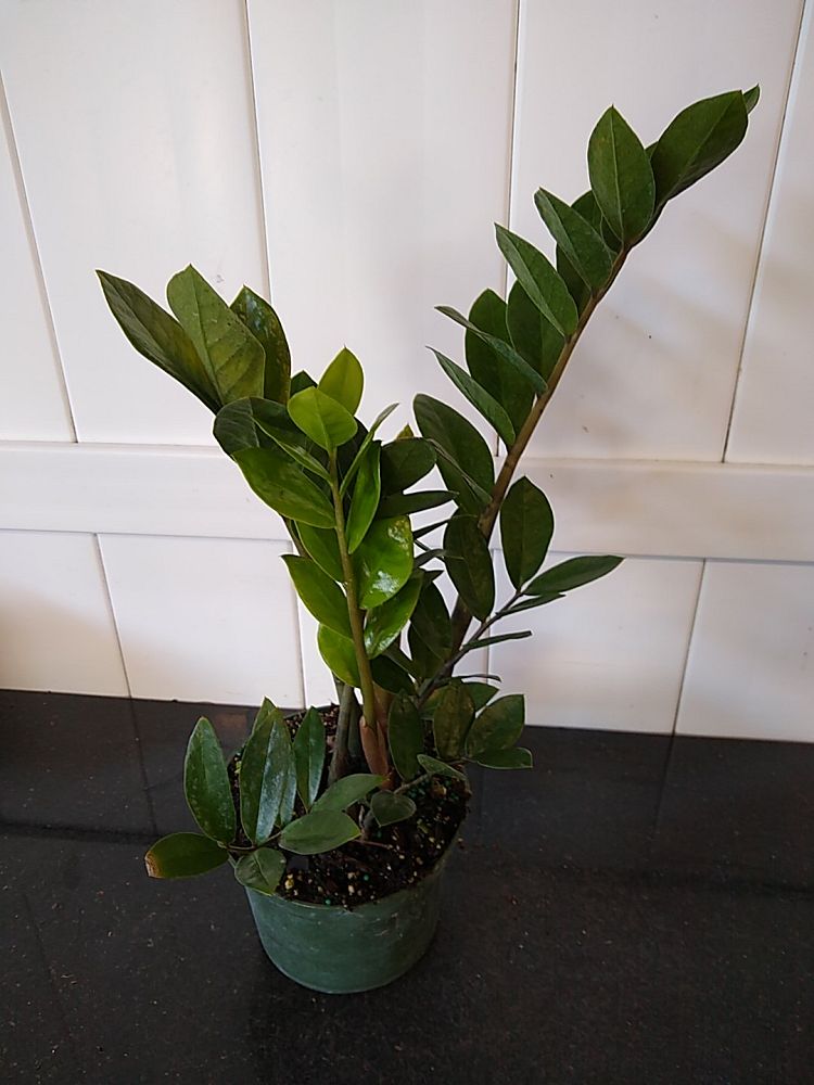 Buy Large ZZ Plant, Zamioculcas Zamiifolia Online PlantVine