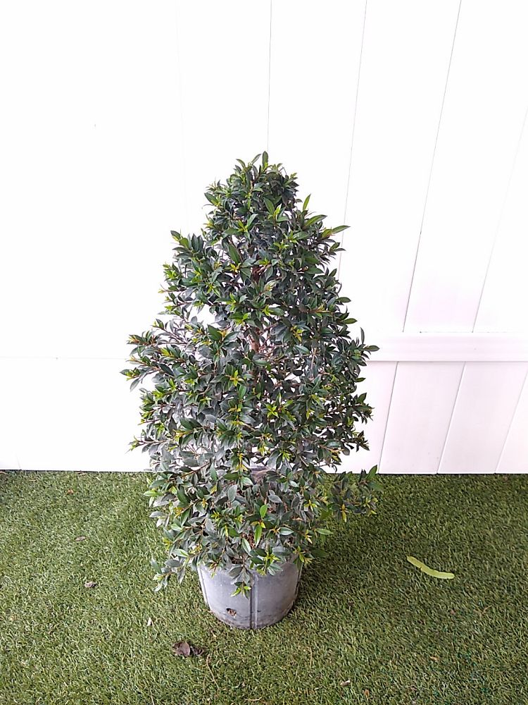 Eugenia Globulus Topiary Cone, Syzygium paniculatum ‘Globulus