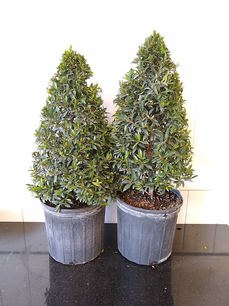 Eugenia Globulus Topiary Cone, Syzygium paniculatum ‘Globulus