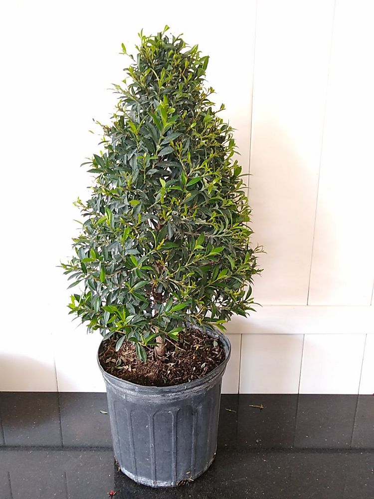 Eugenia Globulus – Topiary Cone, Syzygium paniculatum ‘Globulus’ | PlantVine