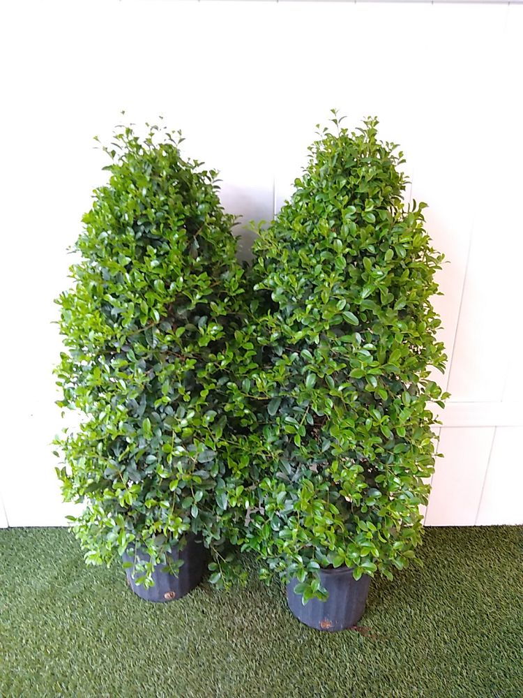 Eugenia Globulus Topiary Cone, Syzygium paniculatum ‘Globulus