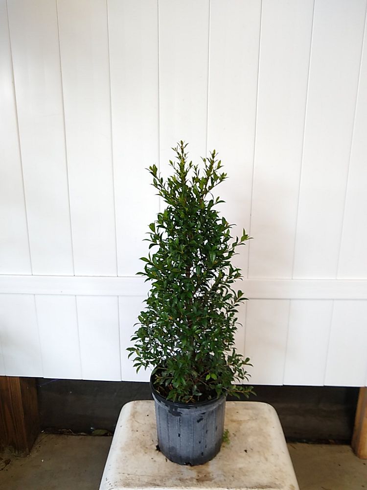 Buy Eugenia Globulus Topiary Cone, Syzygium paniculatum 'Globulus