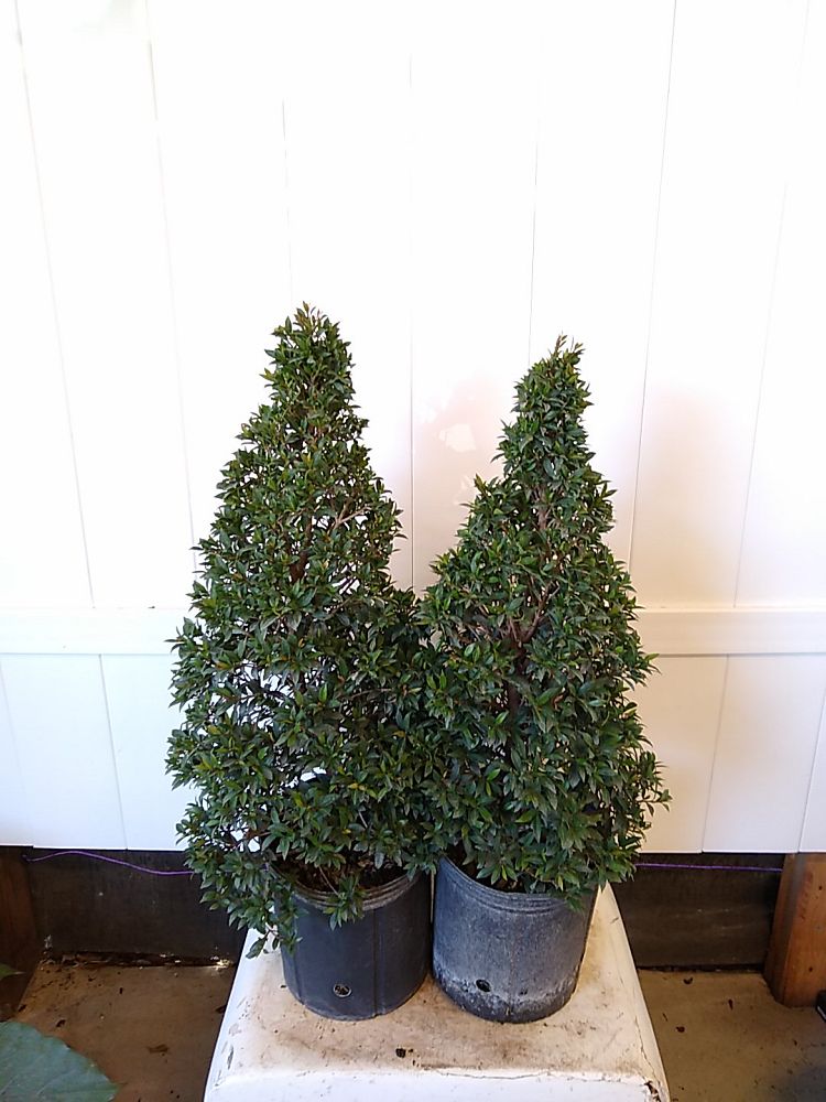 Eugenia Globulus – Topiary Cone, Syzygium paniculatum ‘Globulus’ | PlantVine