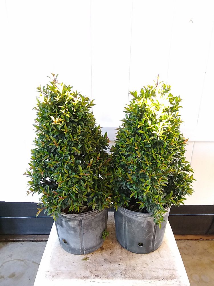 Eugenia Globulus – Topiary Cone, Syzygium paniculatum ‘Globulus
