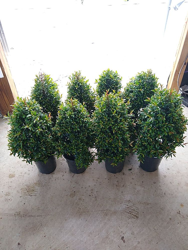 Eugenia Globulus – Topiary Cone, Syzygium paniculatum ‘Globulus