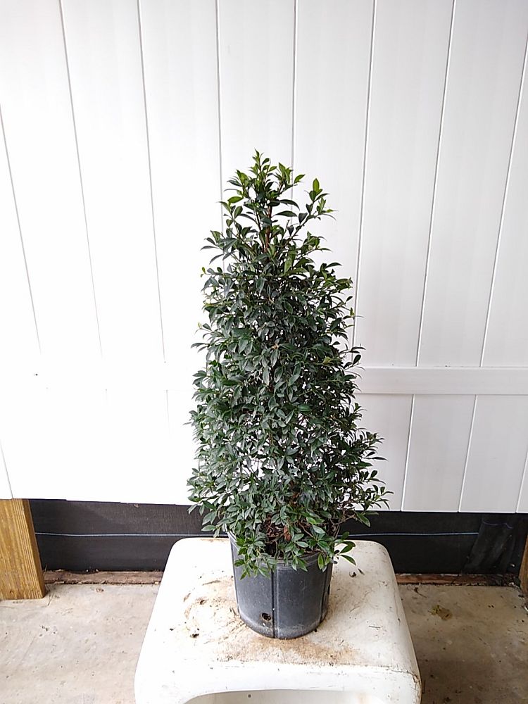 Eugenia Globulus Topiary Cone, Syzygium paniculatum ‘Globulus