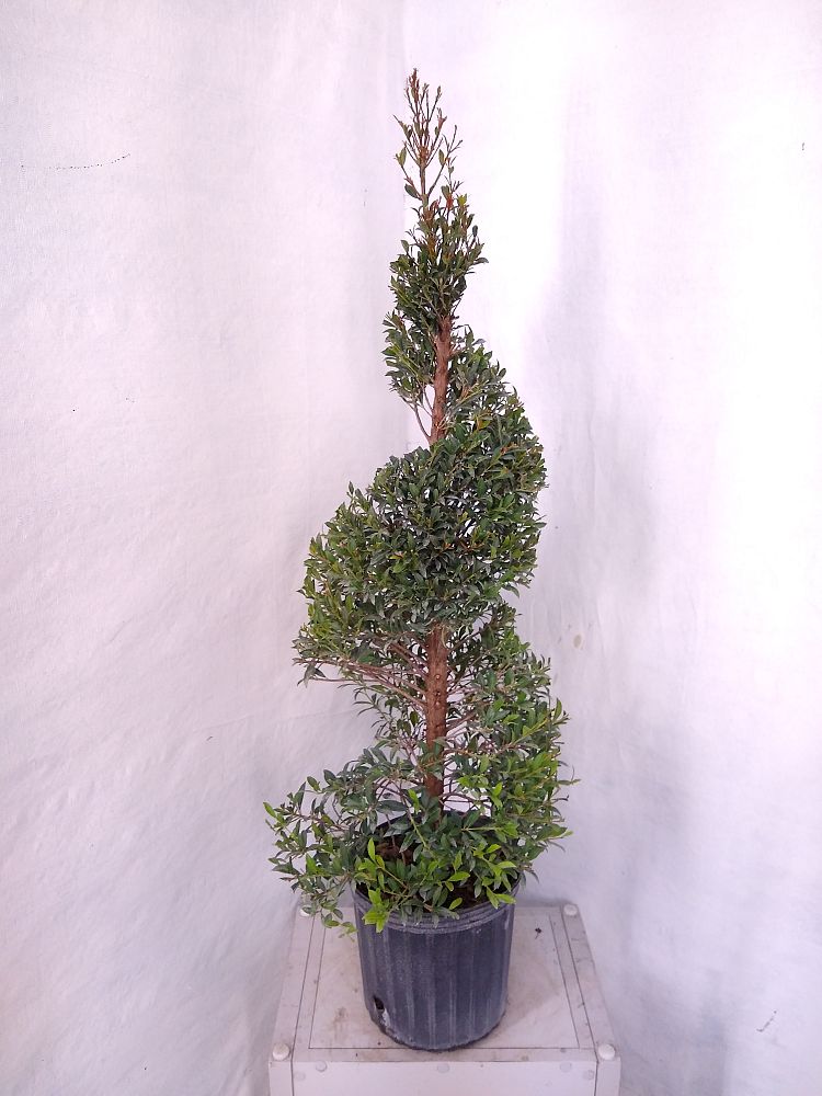 Eugenia Globulus – Topiary Spiral, Syzygium paniculatum ‘Globulus’ | PlantVine