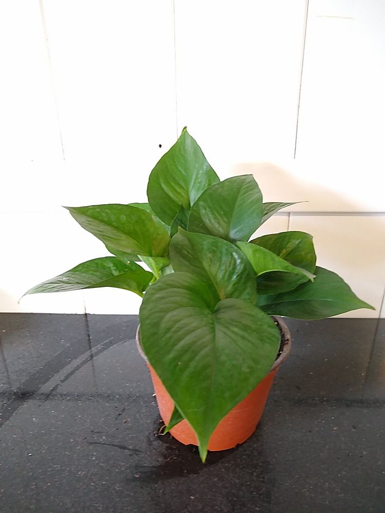 Jade Pothos PlantVine