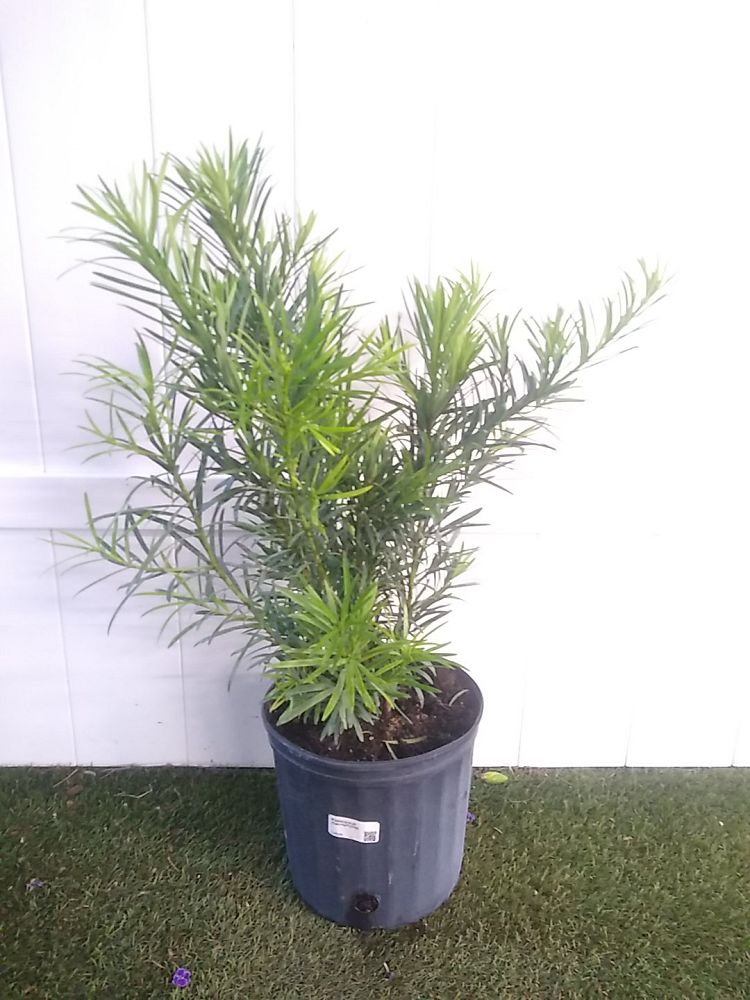 Japanese Yew Shrub | PlantVine