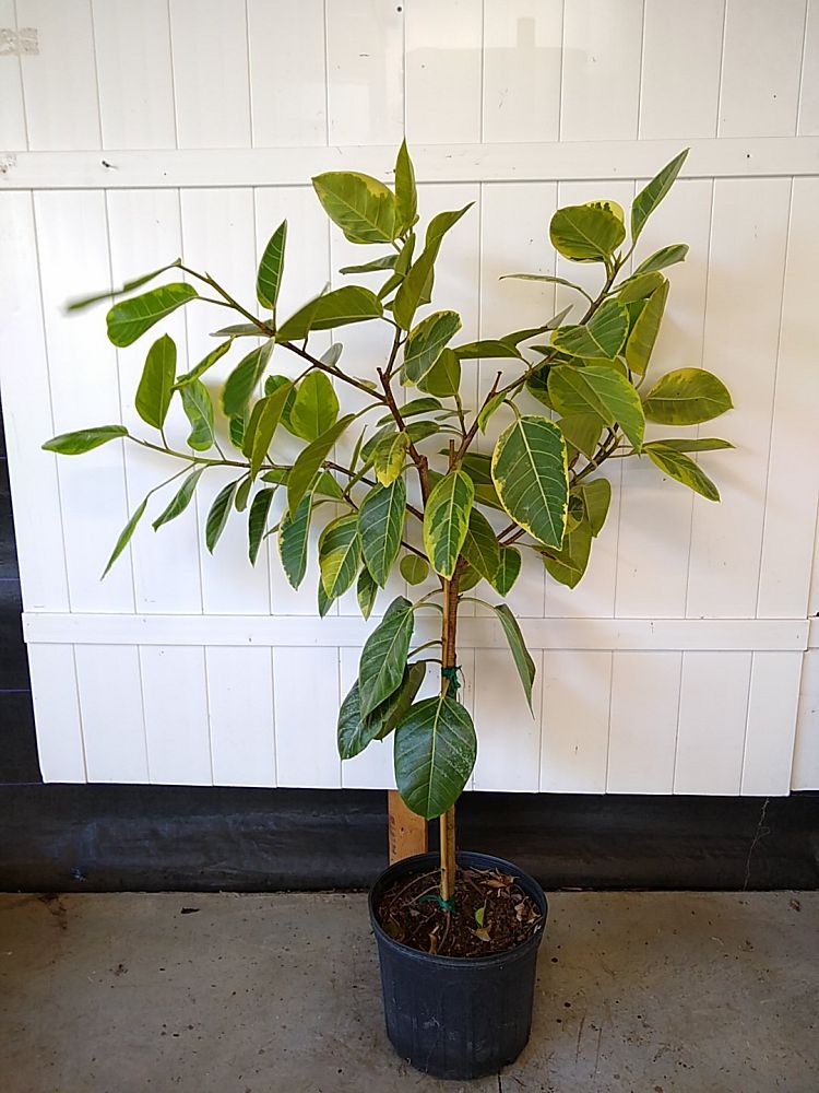 Buy Ficus altissima, Council Tree Free Shipping over 100