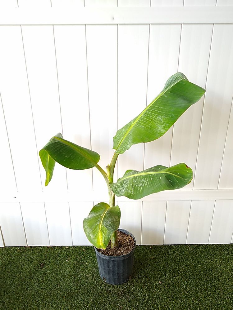 Musa acuminata ‘Ice Cream’, Banana ‘Blue Java’ PlantVine