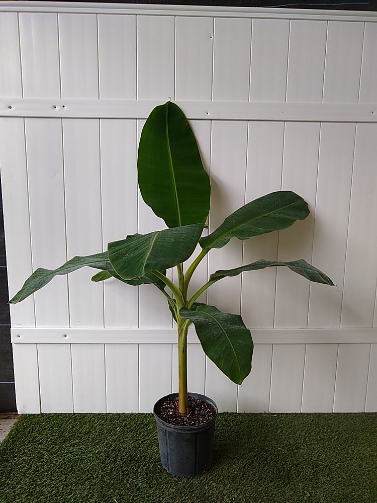 Musa acuminata ‘Ice Cream’, Banana ‘Blue Java’ PlantVine