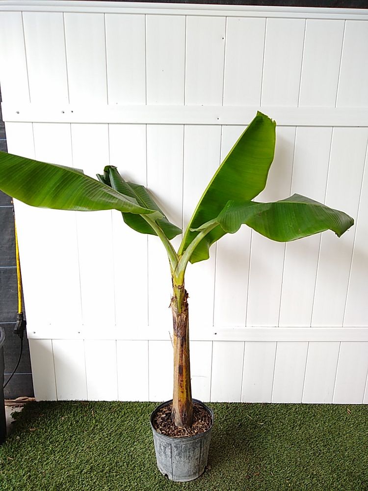 Blue Java Banana Tree | PlantVine