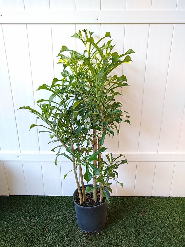Bridal Bouquet Frangipani PlantVine
