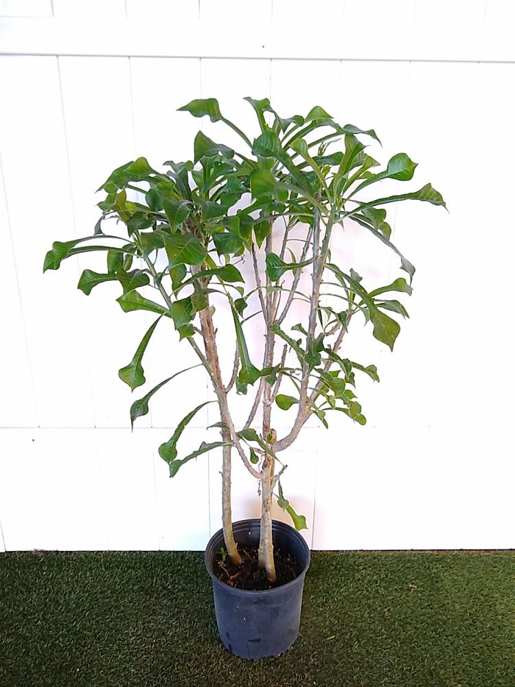 Bridal Bouquet Frangipani PlantVine