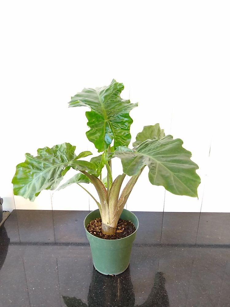 Alocasia ‘Low Rider’, Elephant Ear PlantVine
