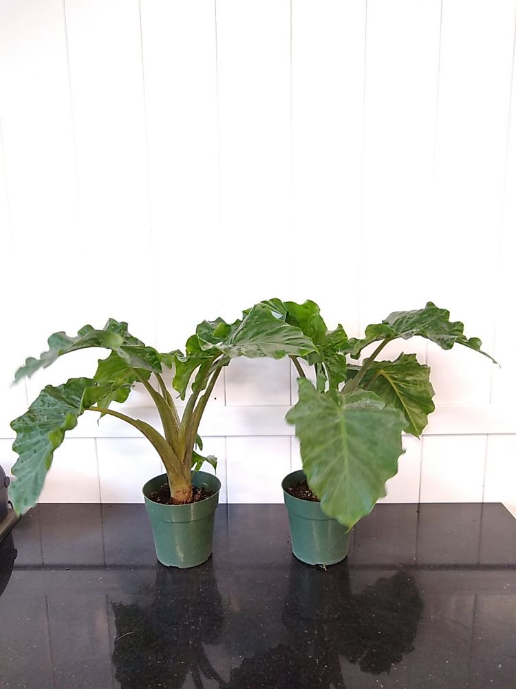 Alocasia ‘Low Rider’, Elephant Ear PlantVine