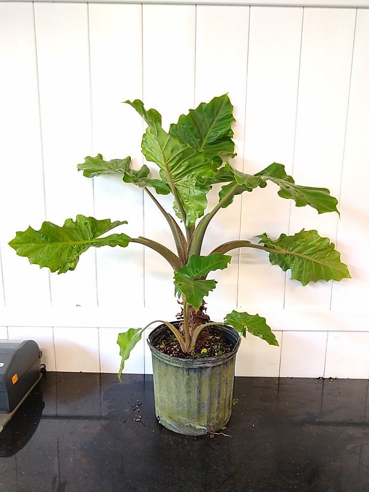 Alocasia ‘Low Rider’, Elephant Ear PlantVine