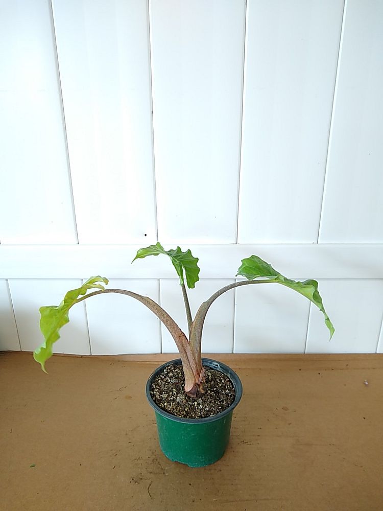 Alocasia ‘Low Rider’, Elephant Ear PlantVine
