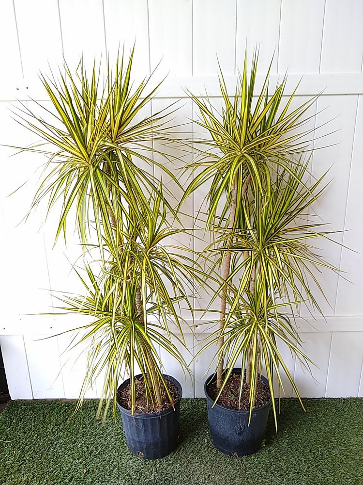 Dracaena marginata ‘Kiwi’, Kiwi Dragon Tree, Ray of Sunshine PlantVine