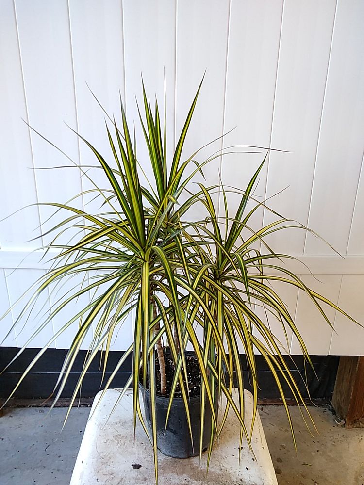 Dracaena marginata ‘Kiwi’, Kiwi Dragon Tree, Ray of Sunshine PlantVine
