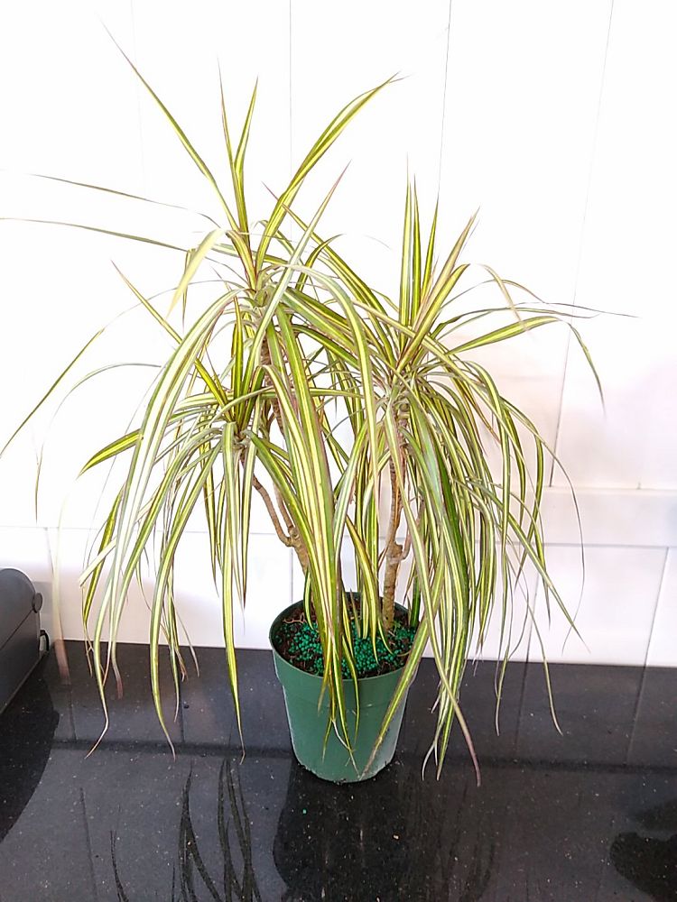 Dracaena marginata ‘Kiwi’, Kiwi Dragon Tree, Ray of Sunshine PlantVine