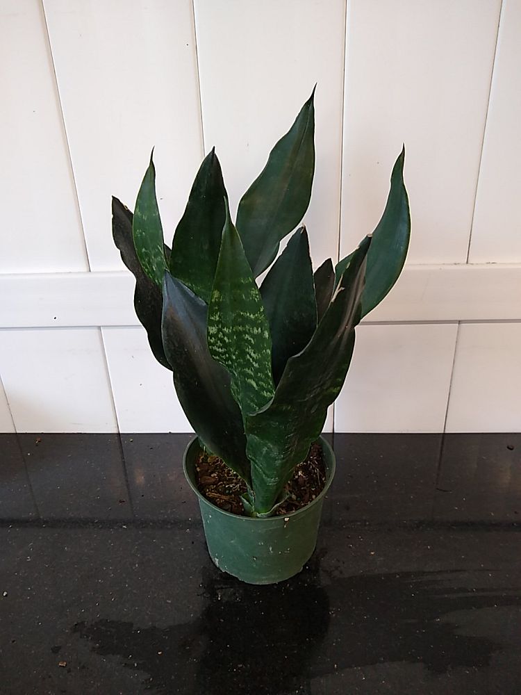 Sansevieria trifasciata ‘Black Dragon’, Snake Plant | PlantVine