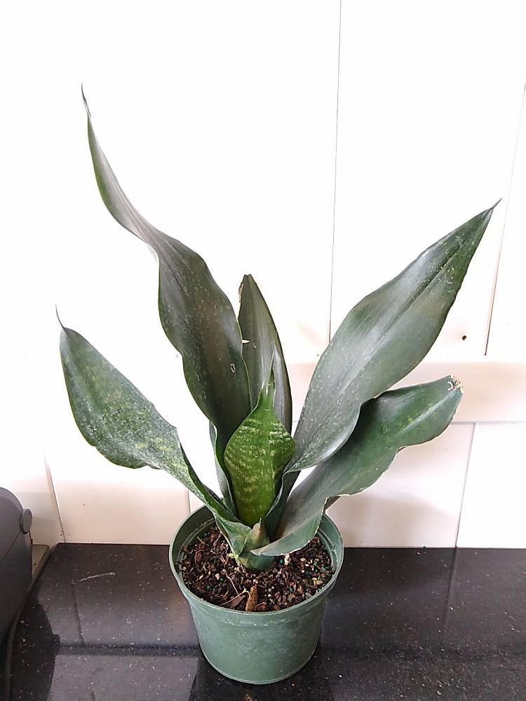 Sansevieria trifasciata ‘Black Dragon’, Snake Plant PlantVine